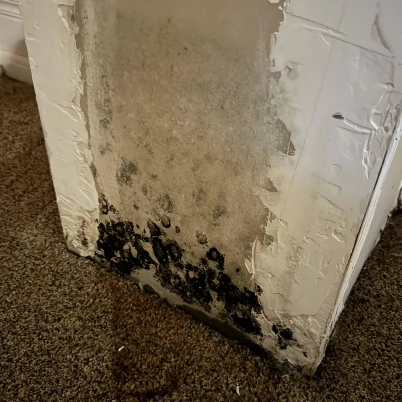 Professional Mold Removal in Madison, NC